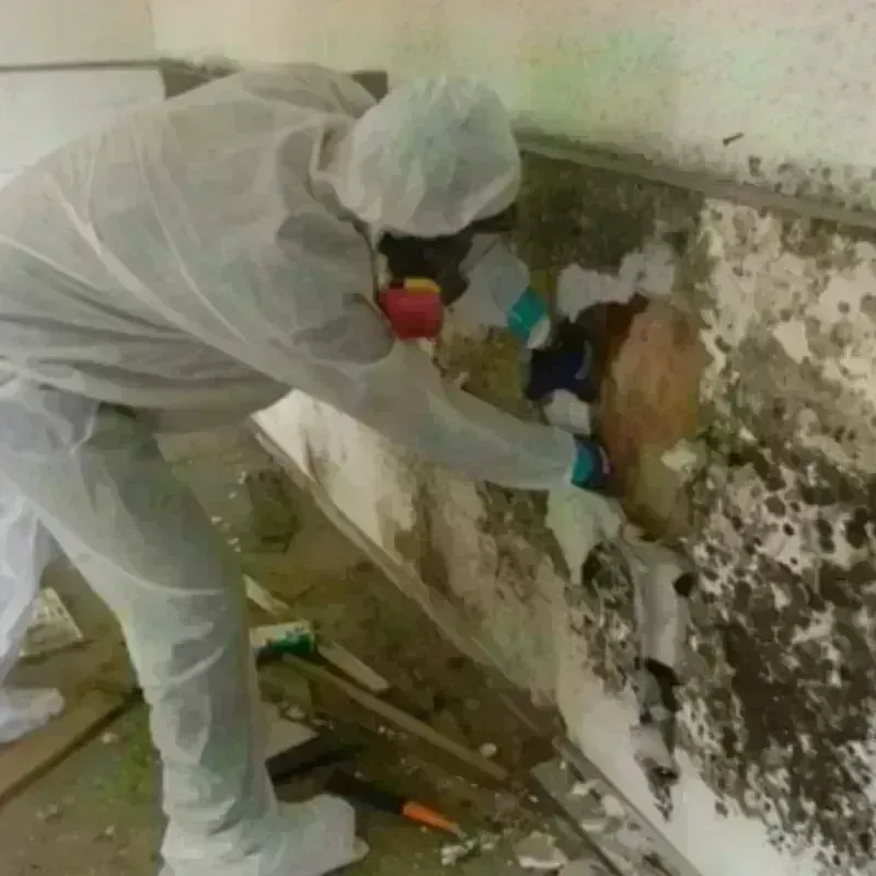 Mold Remediation and Removal in Saint Anne, IL